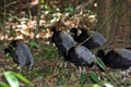 Gray-winged Trumpeters